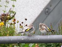 31-08-06 Stieglitz 31